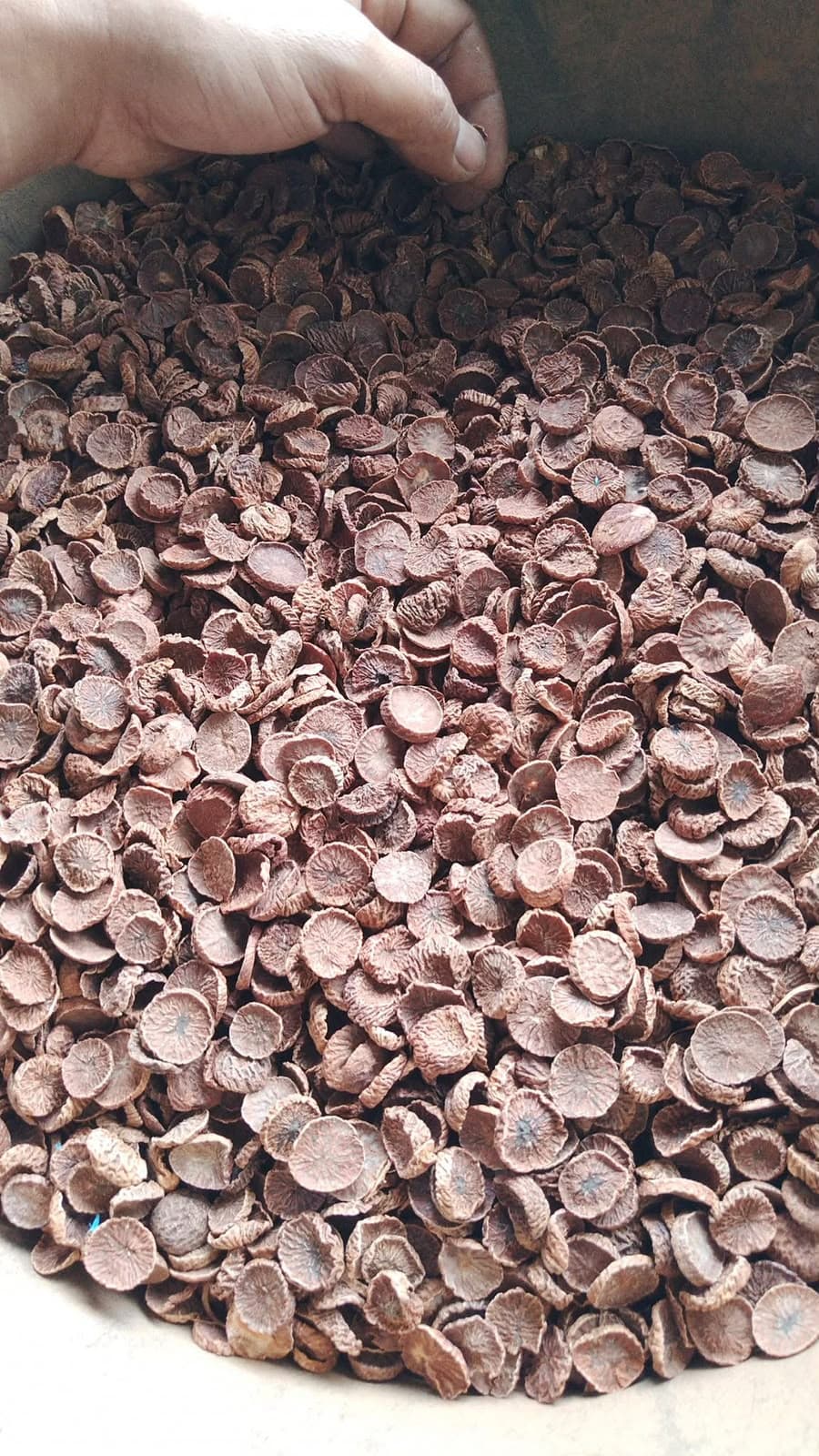 Pinang Iris Kering