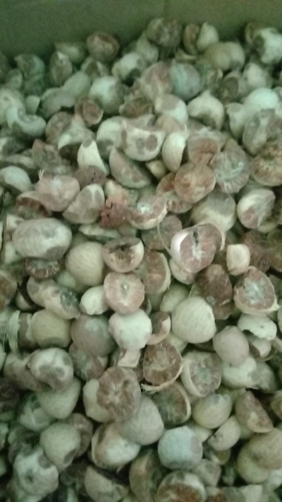 Pinang Belah