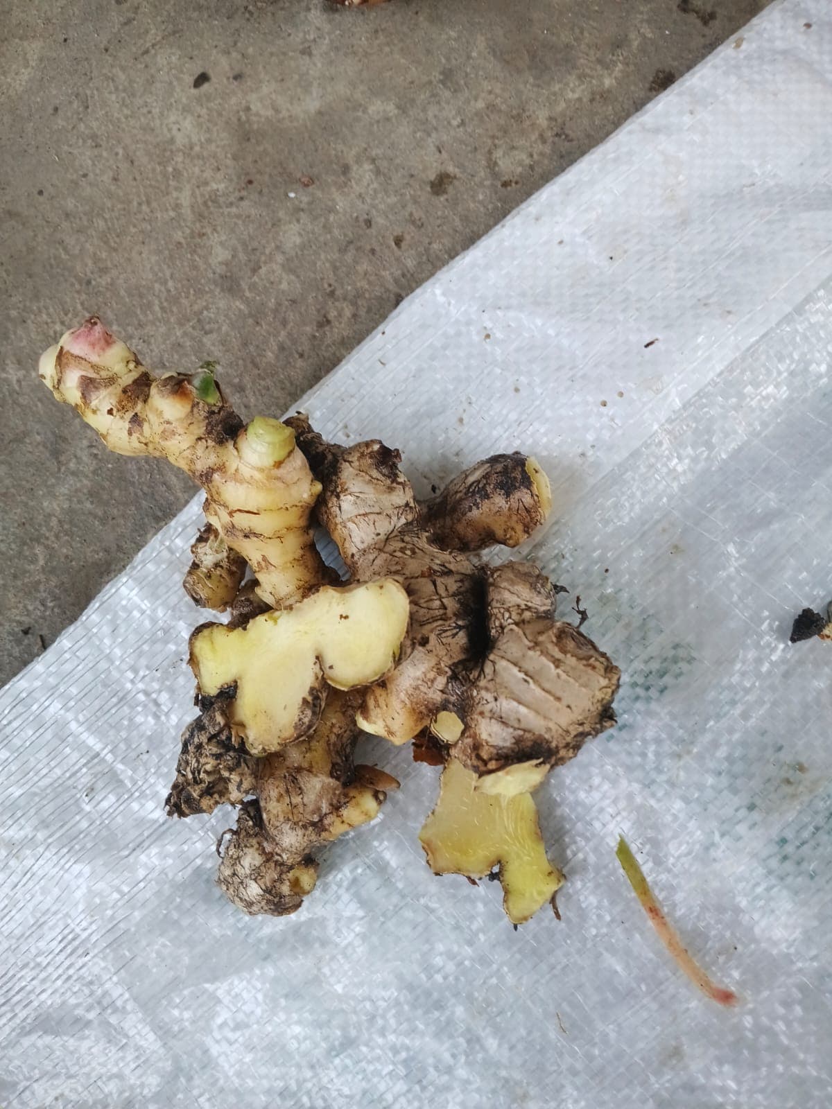 Freshly harvested ginger rhizomes