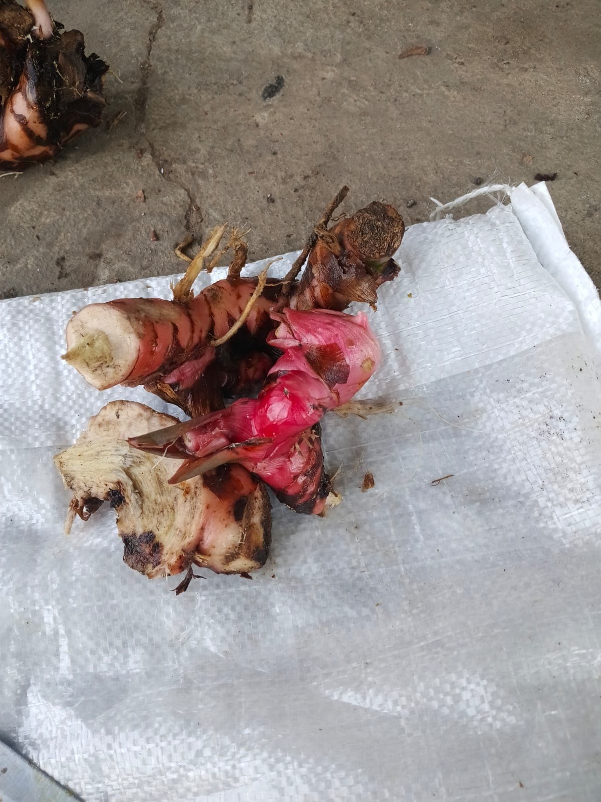Fresh galangal rhizomes after harvest