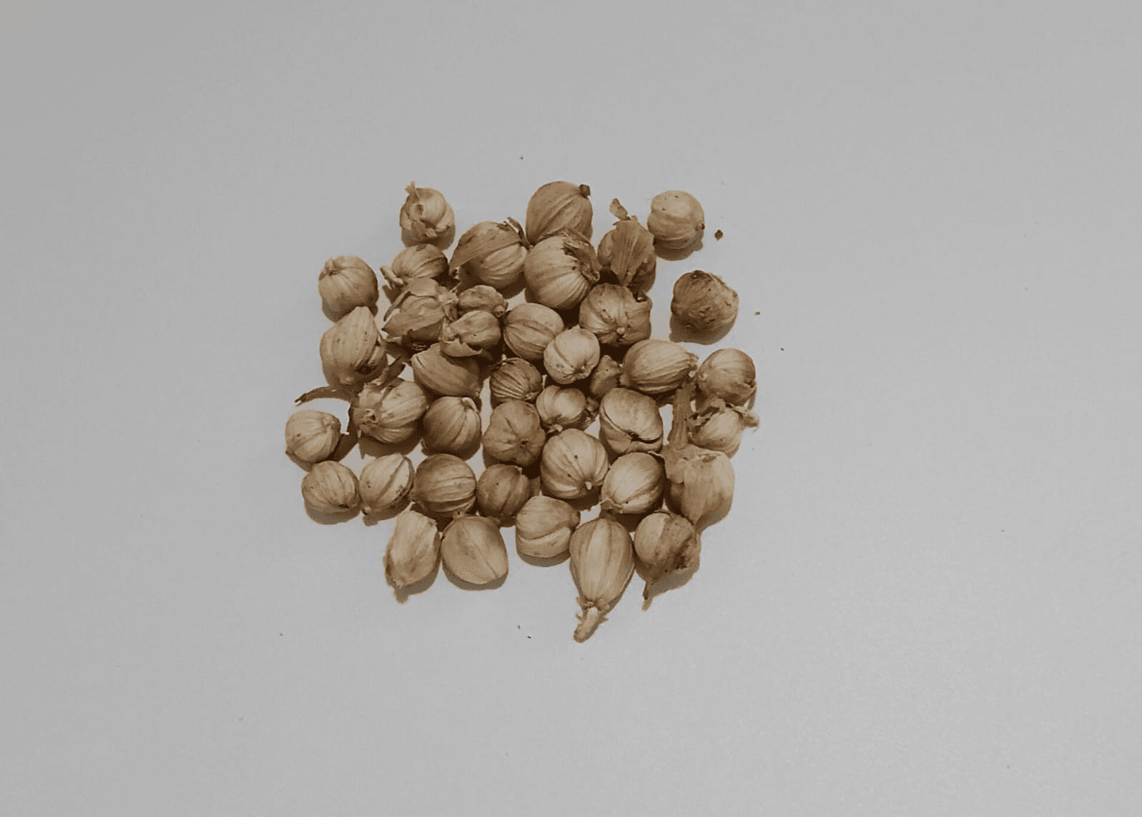 Java cardamom