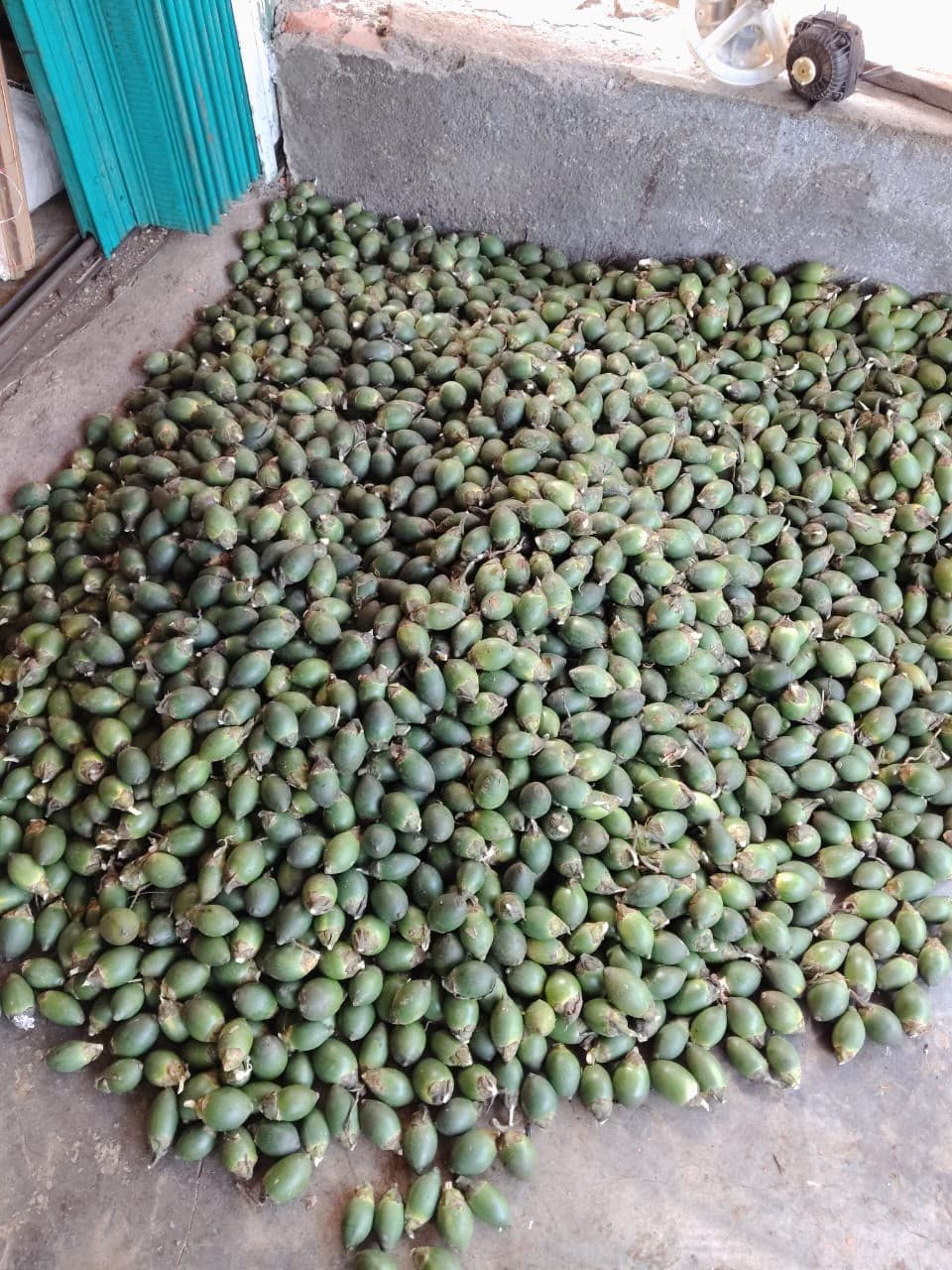 Fresh pinang harvest ready for sorting